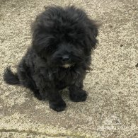 Toy Poodle - Both