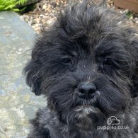 Toy Poodle - Both