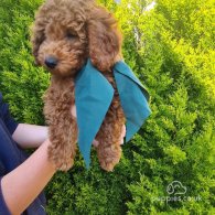 Toy Poodle - Both