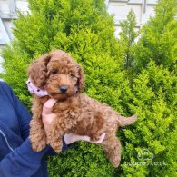 Toy Poodle - Both