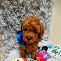 Toy Poodle - Both