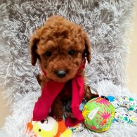 Toy Poodle - Both