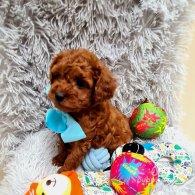 Toy Poodle - Both