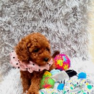 Toy Poodle - Both