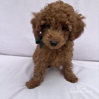 Toy Poodle - Both