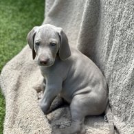 Weimaraner - Both