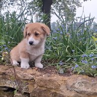 Welsh Corgi - Both