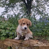 Welsh Corgi - Both