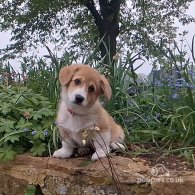 Welsh Corgi - Both