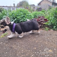 Welsh Corgi - Both