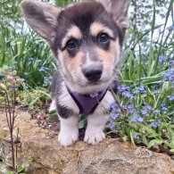 Welsh Corgi - Both