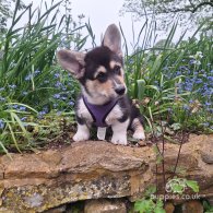 Welsh Corgi - Both