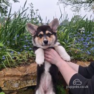 Welsh Corgi - Both