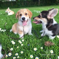 Welsh Corgi - Both