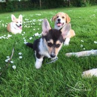 Welsh Corgi - Both