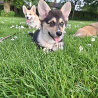 Welsh Corgi - Both