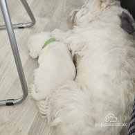 West Highland White Terrier - Bitches