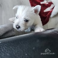 West Highland White Terrier - Bitches