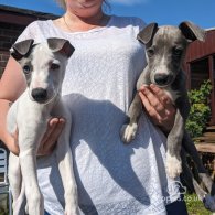 Whippet - Dogs