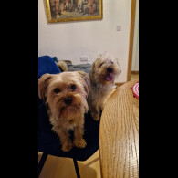 Yorkshire Terrier - Both