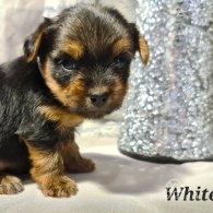 Yorkshire Terrier - Both