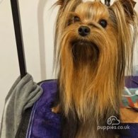 Yorkshire Terrier - Both