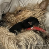 Yorkshire Terrier - Both