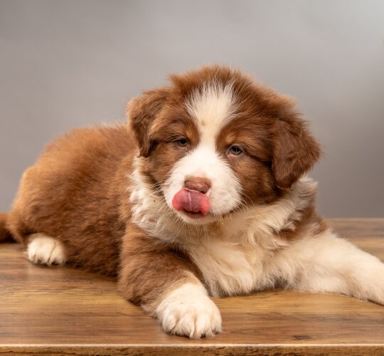 Australian Shepherd Dog