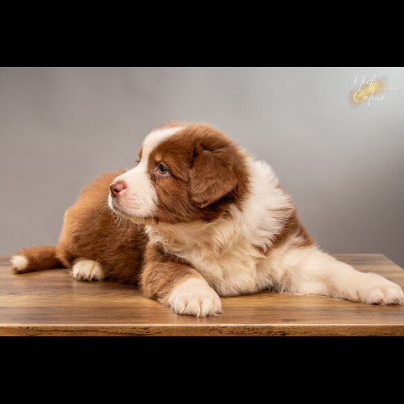 Australian Shepherd Dog - Dogs