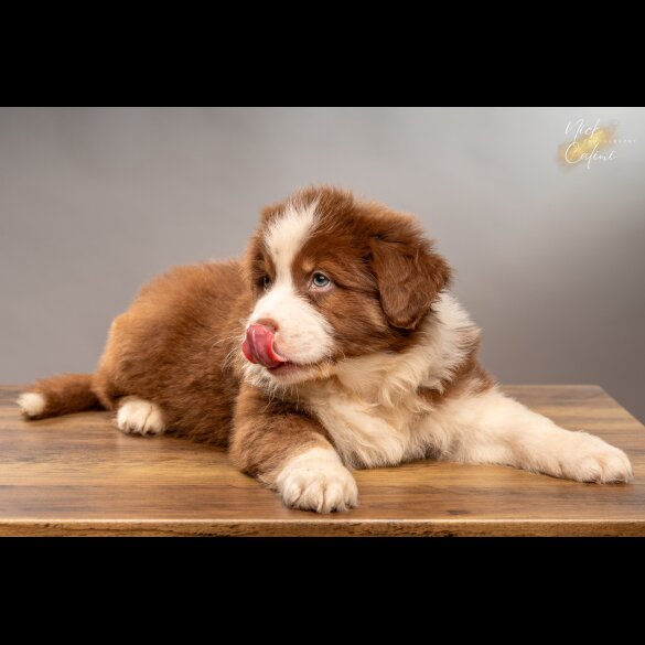 Australian Shepherd Dog - Dogs