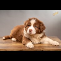 Australian Shepherd Dog - Dogs