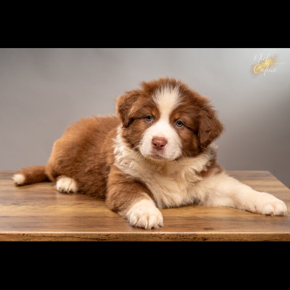 Australian Shepherd Dog - Dogs