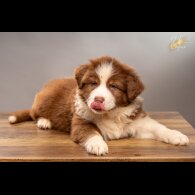 Australian Shepherd Dog - Dogs