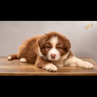 Australian Shepherd Dog - Dogs