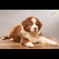 Australian Shepherd Dog - Dogs