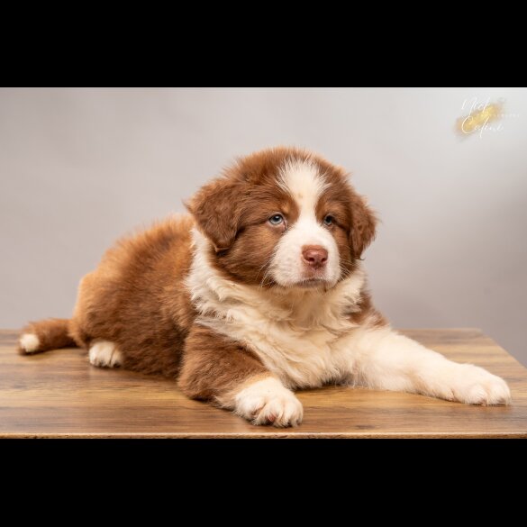 Australian Shepherd Dog - Dogs