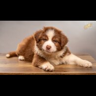 Australian Shepherd Dog - Dogs