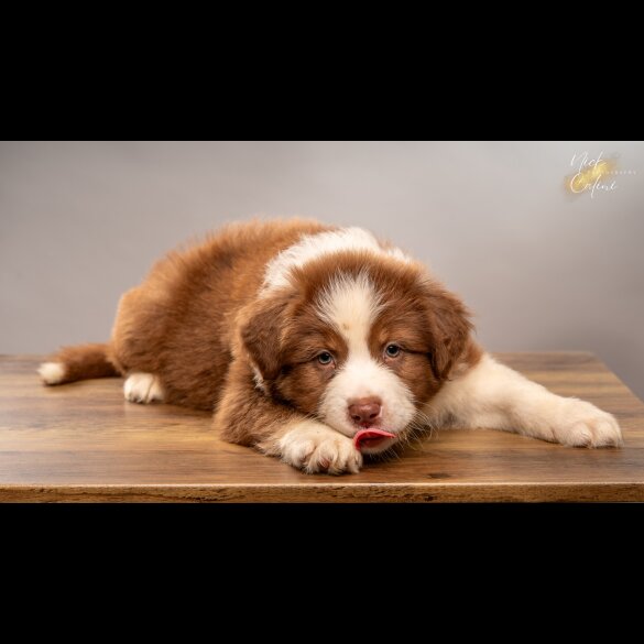 Australian Shepherd Dog - Dogs