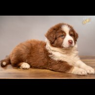 Australian Shepherd Dog - Dogs