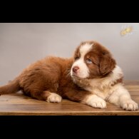 Australian Shepherd Dog - Dogs