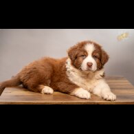 Australian Shepherd Dog - Dogs