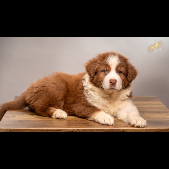 Australian Shepherd Dog - Dogs