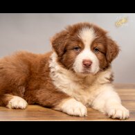 Australian Shepherd Dog - Dogs