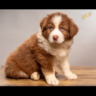 Australian Shepherd Dog - Dogs