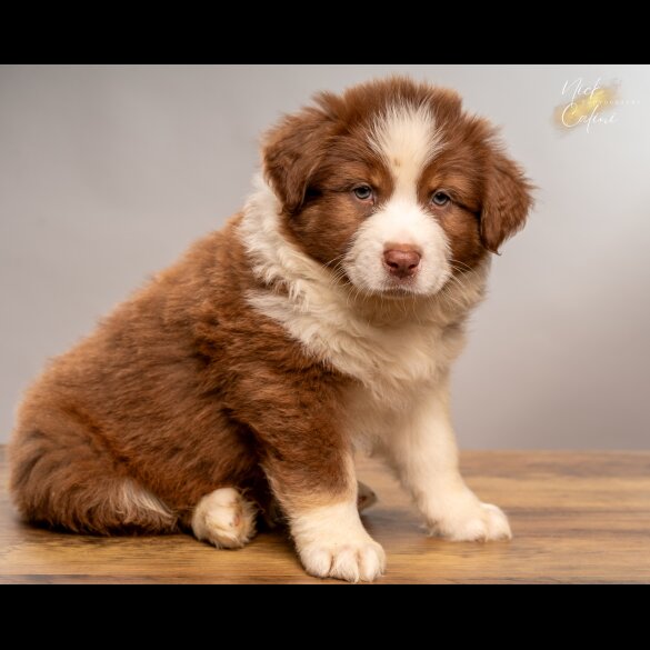 Australian Shepherd Dog - Dogs