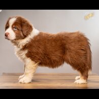 Australian Shepherd Dog - Dogs