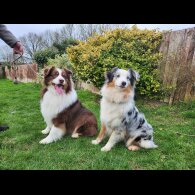 Australian Shepherd Dog - Dogs