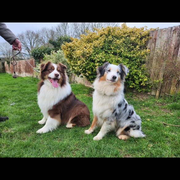 Australian Shepherd Dog - Dogs