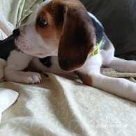 Beagle - Dogs