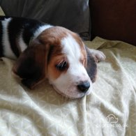 Beagle - Dogs